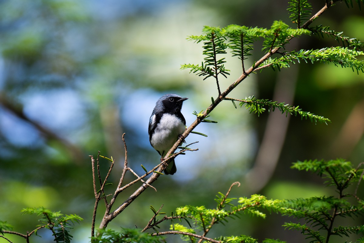 Black-throated Blue Warbler - ML620706484