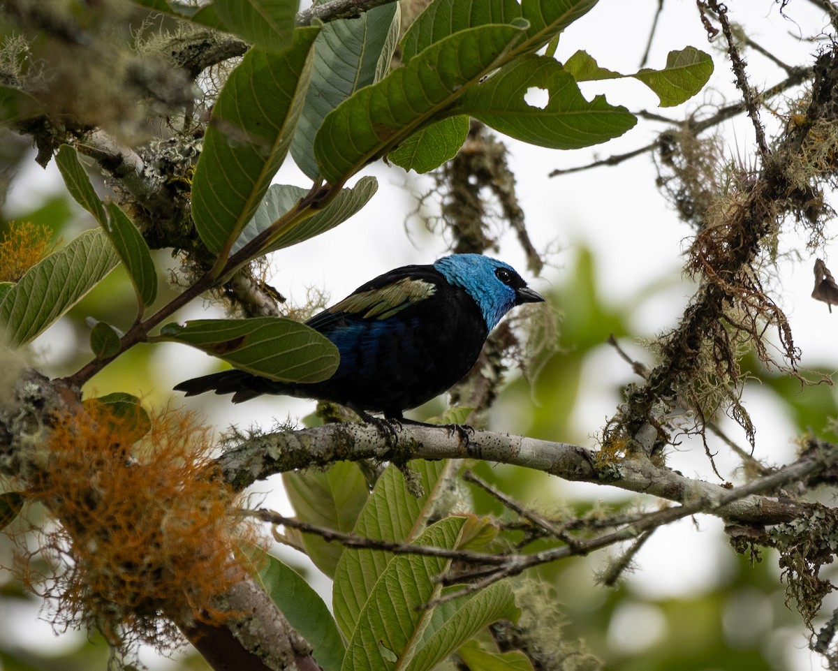 Blue-necked Tanager - ML620706488