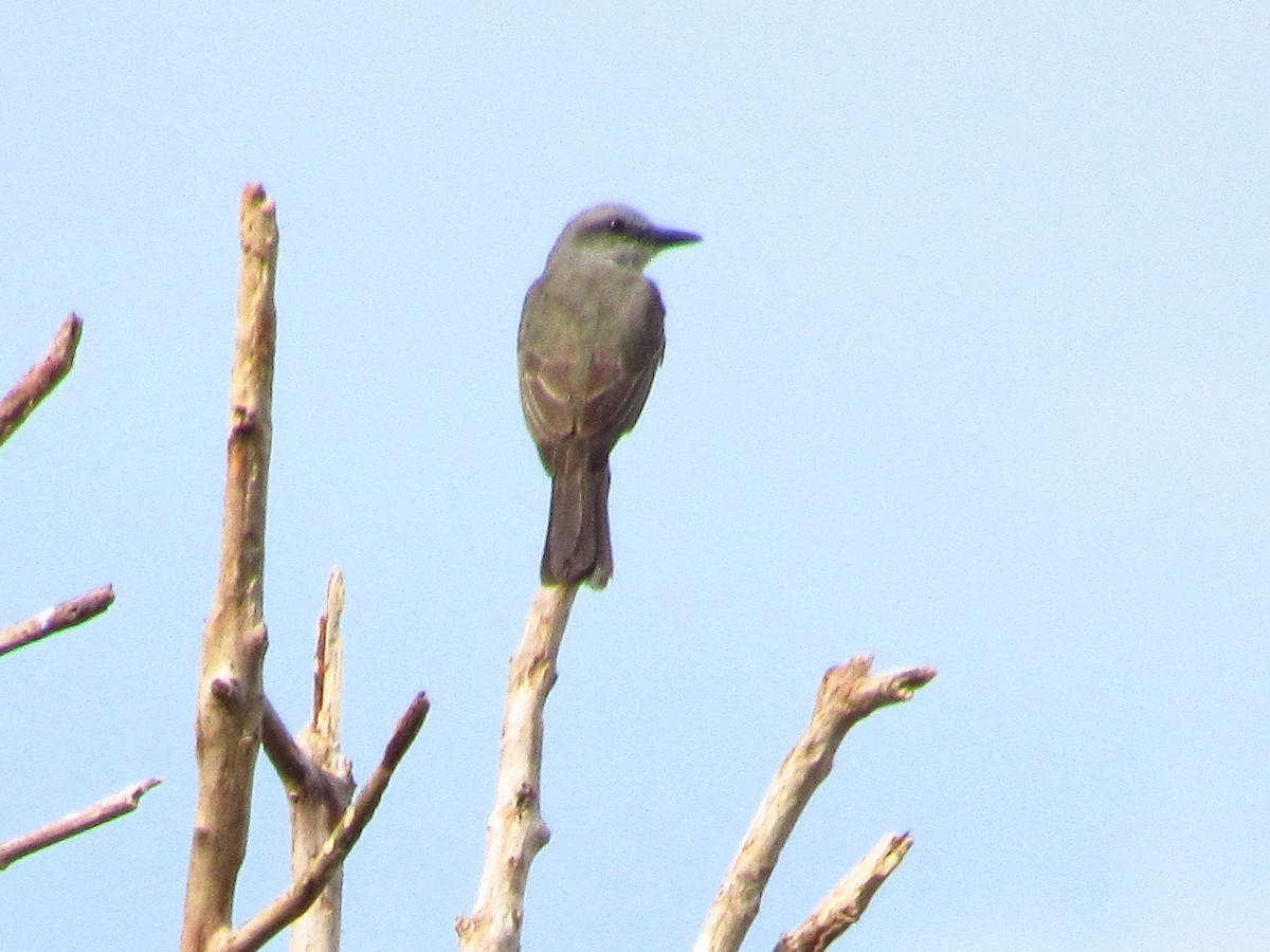 Tropical Kingbird - ML620706490