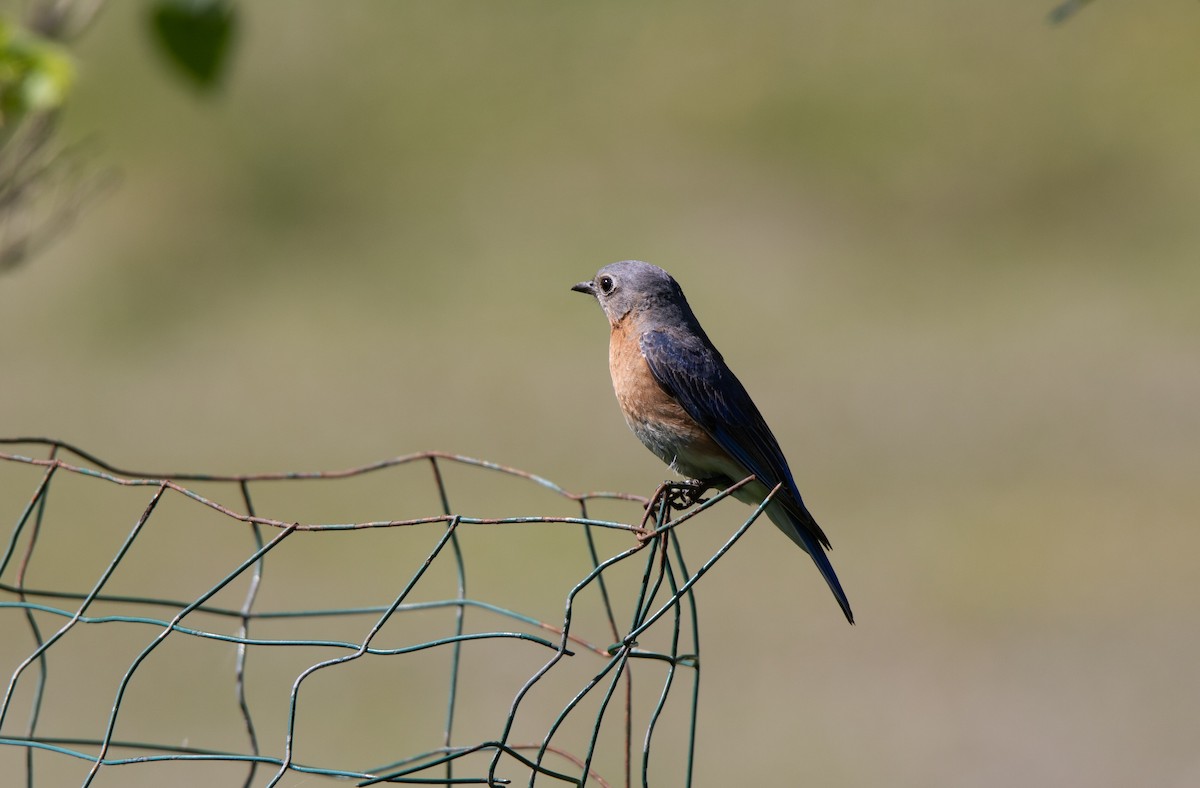 Eastern Bluebird - ML620706491