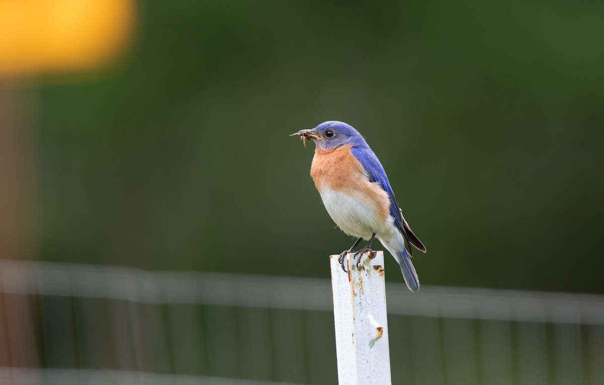 Eastern Bluebird - ML620706493