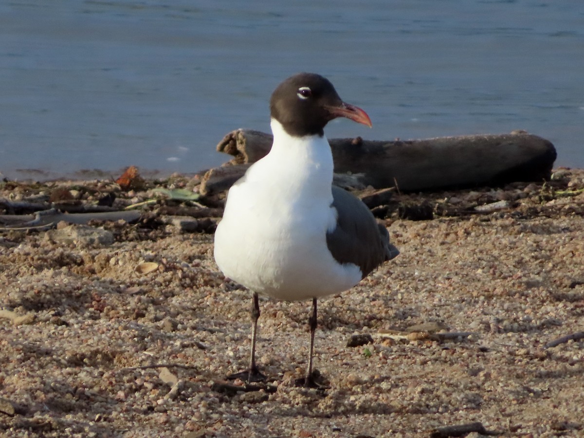 Mouette atricille - ML620706494