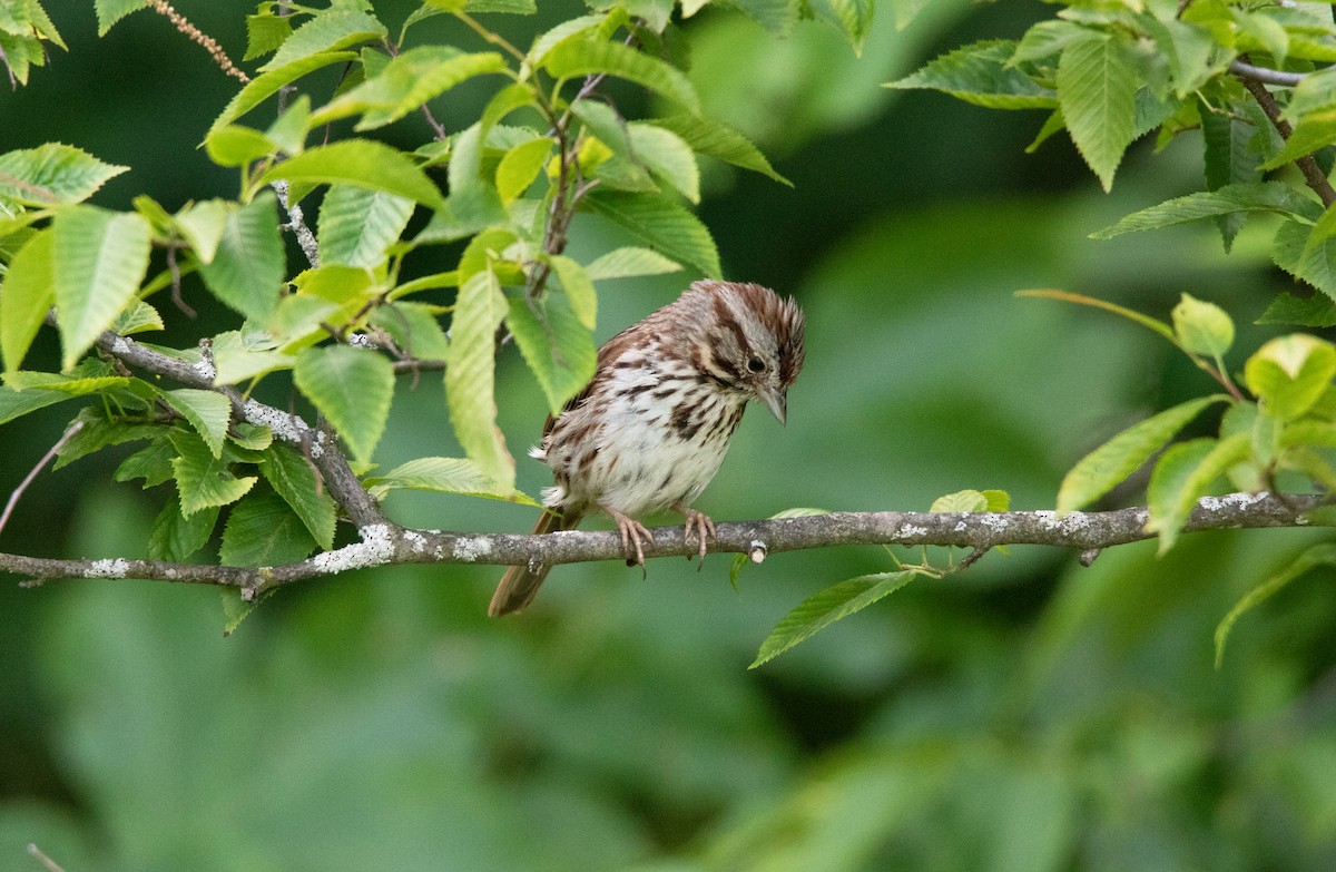 Song Sparrow - ML620706495