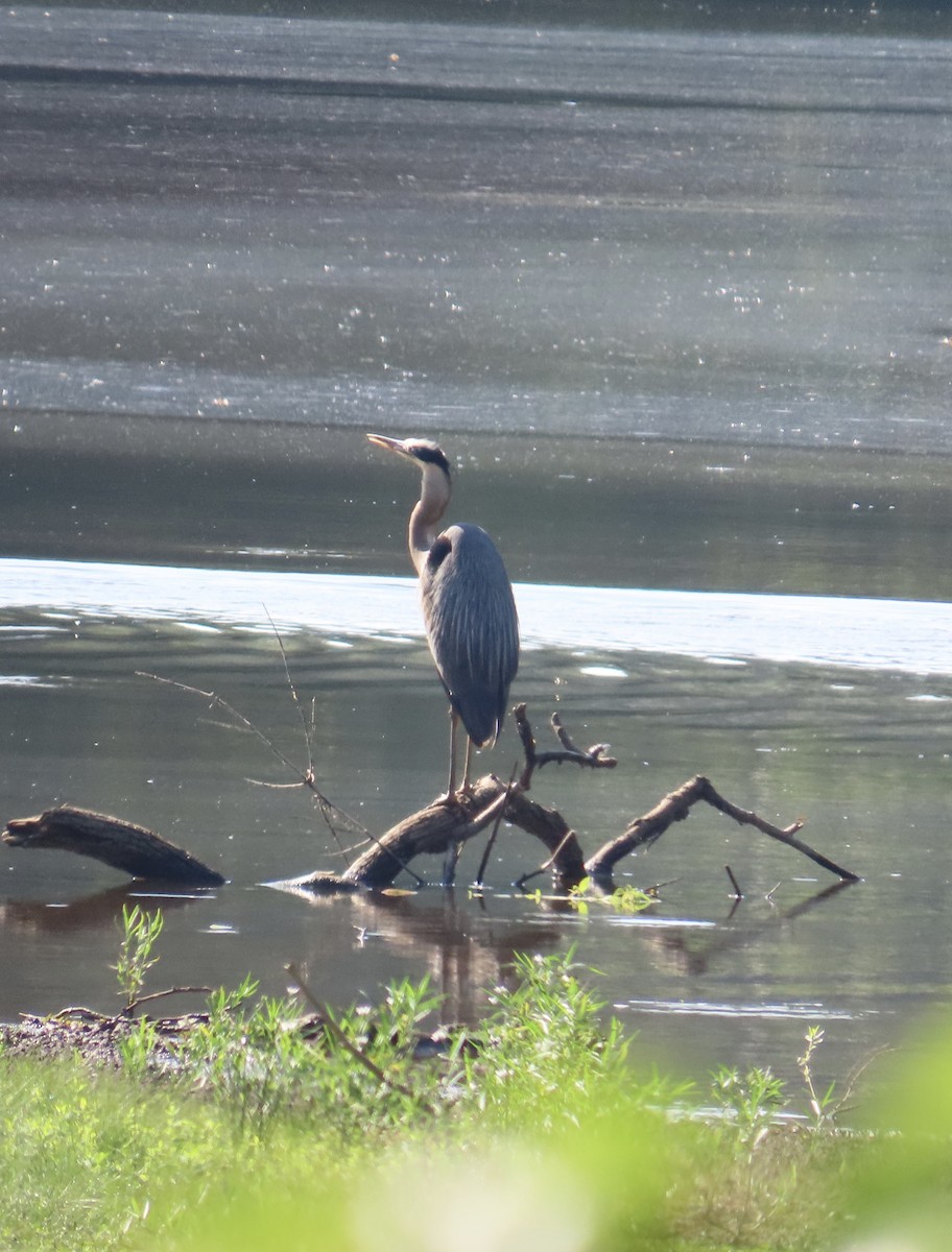 Great Blue Heron - ML620706496