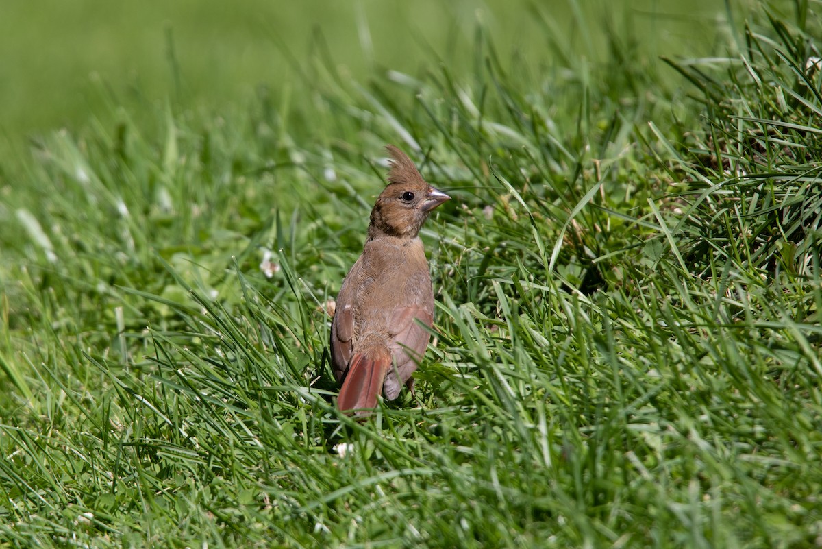 Northern Cardinal - ML620706497