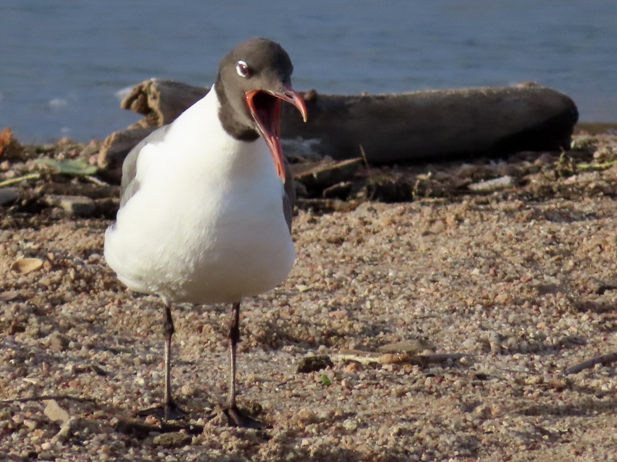 Laughing Gull - ML620706499