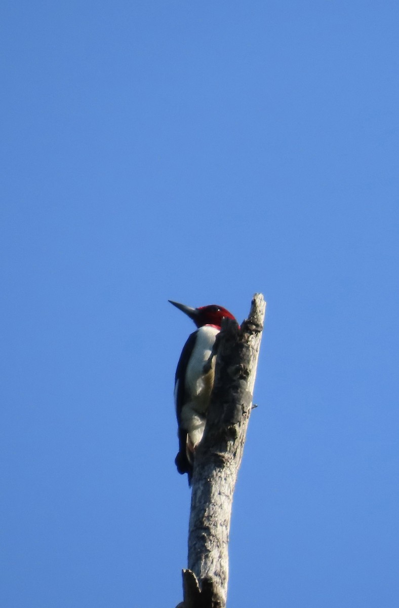 Red-headed Woodpecker - ML620706501