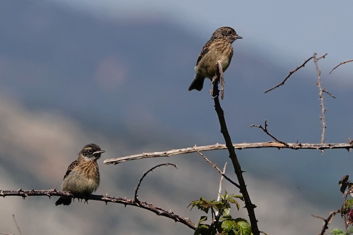 European Stonechat - ML620706503