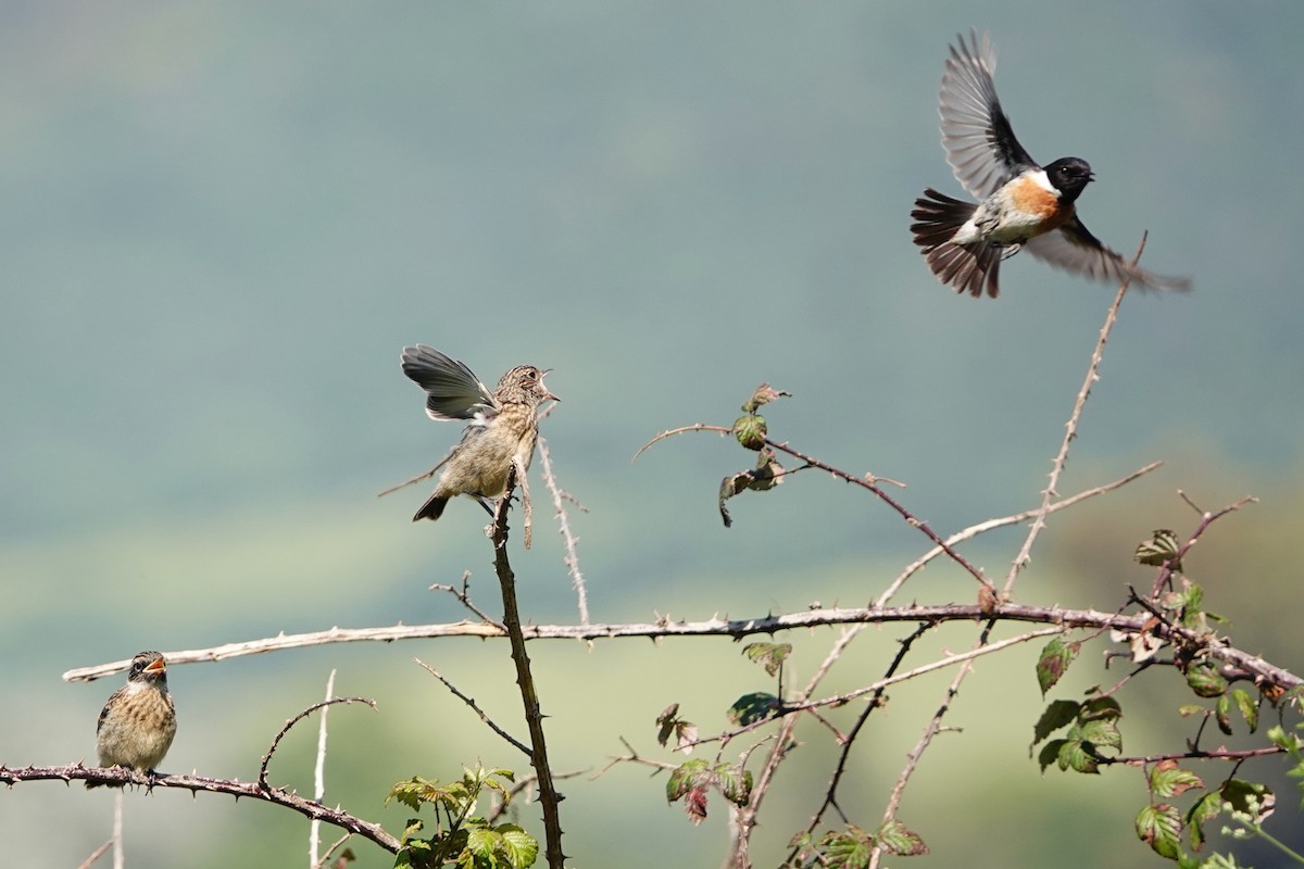 European Stonechat - ML620706504