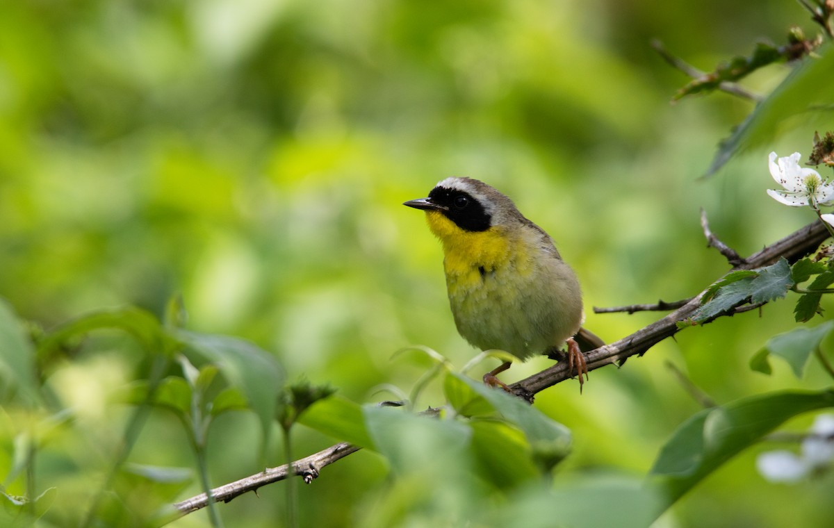 Common Yellowthroat - ML620706507