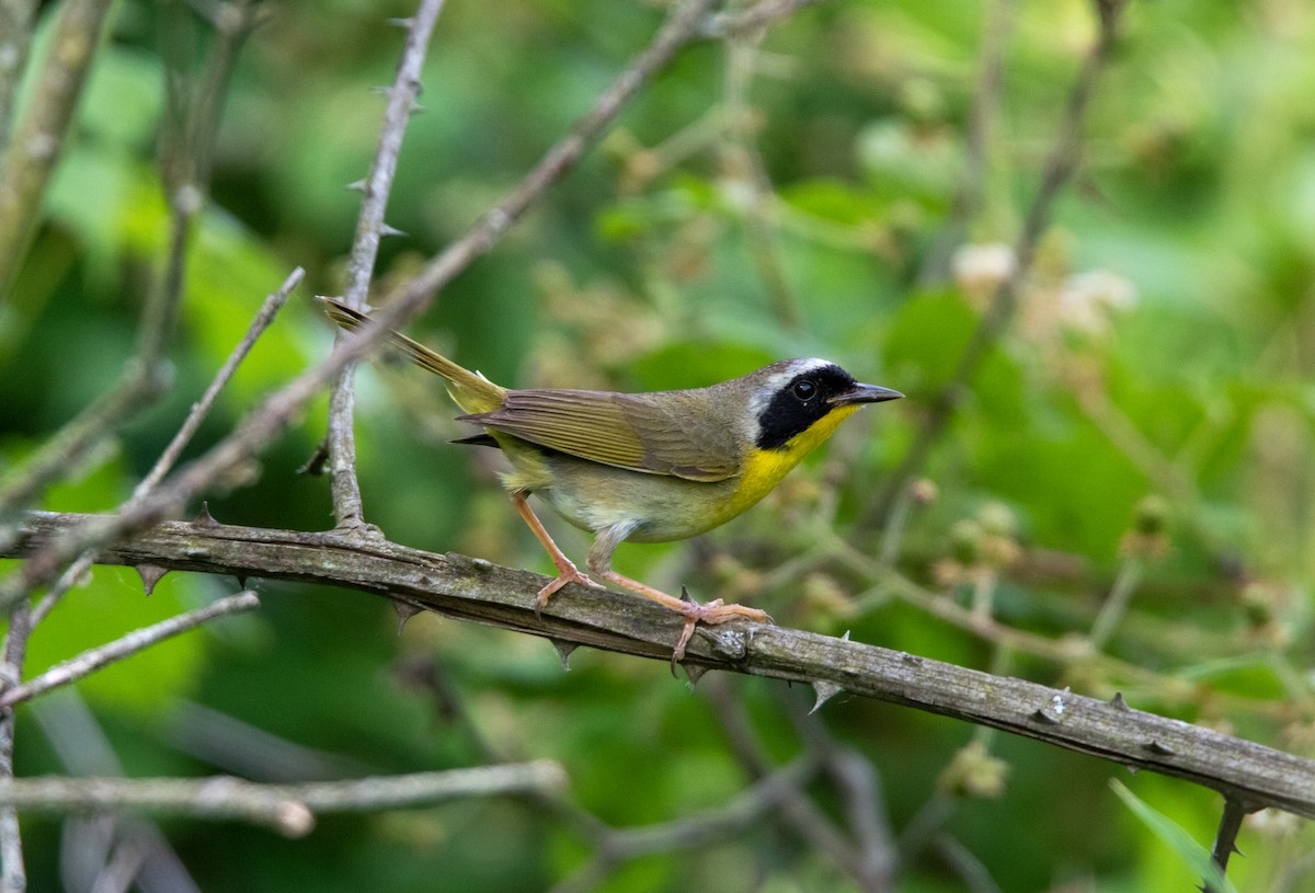 Common Yellowthroat - ML620706508