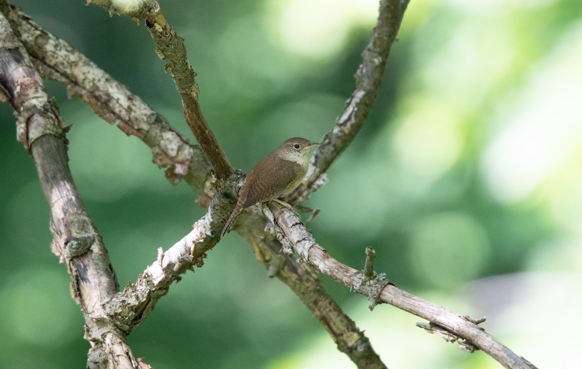 Chochín Criollo - ML620706511