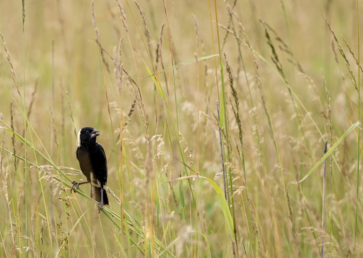 Bobolink - Lonny Garris