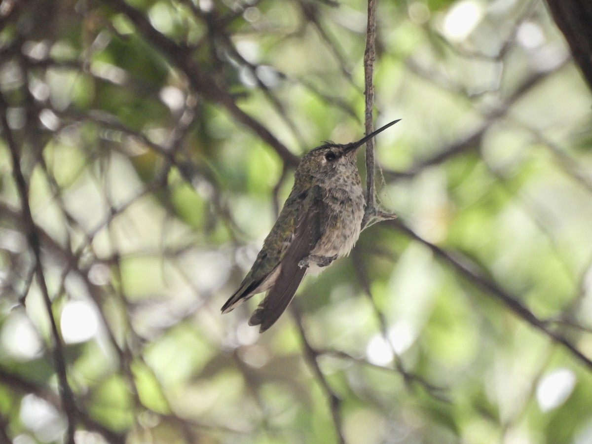 Colibri de Costa - ML620706523