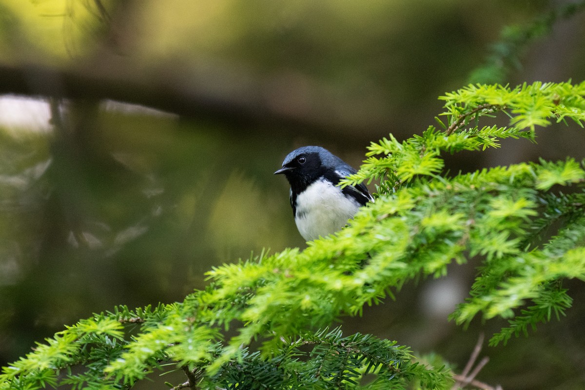 Black-throated Blue Warbler - ML620706532