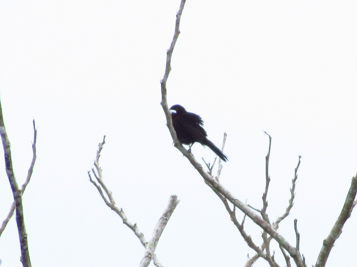 Silver-beaked Tanager - ML620706535