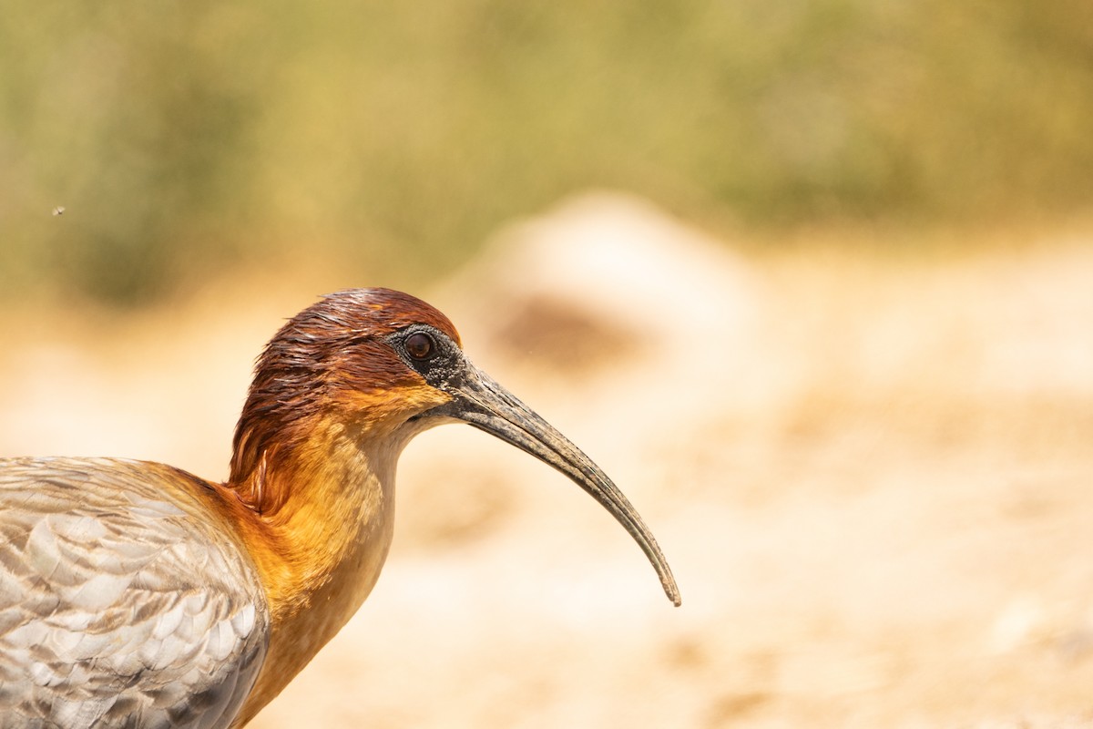 Andean Ibis - Sergio Jaque Bopp