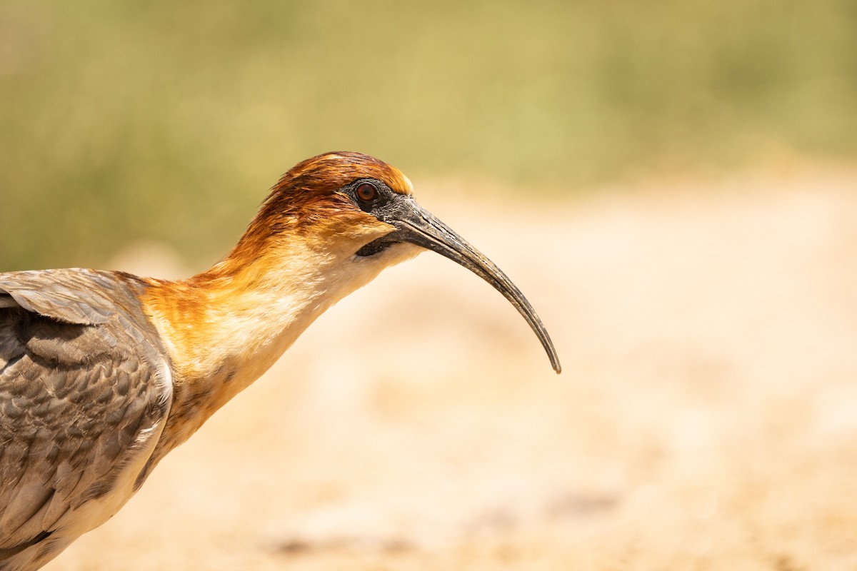 Andean Ibis - ML620706538