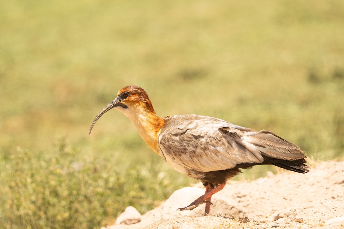 Andean Ibis - ML620706540