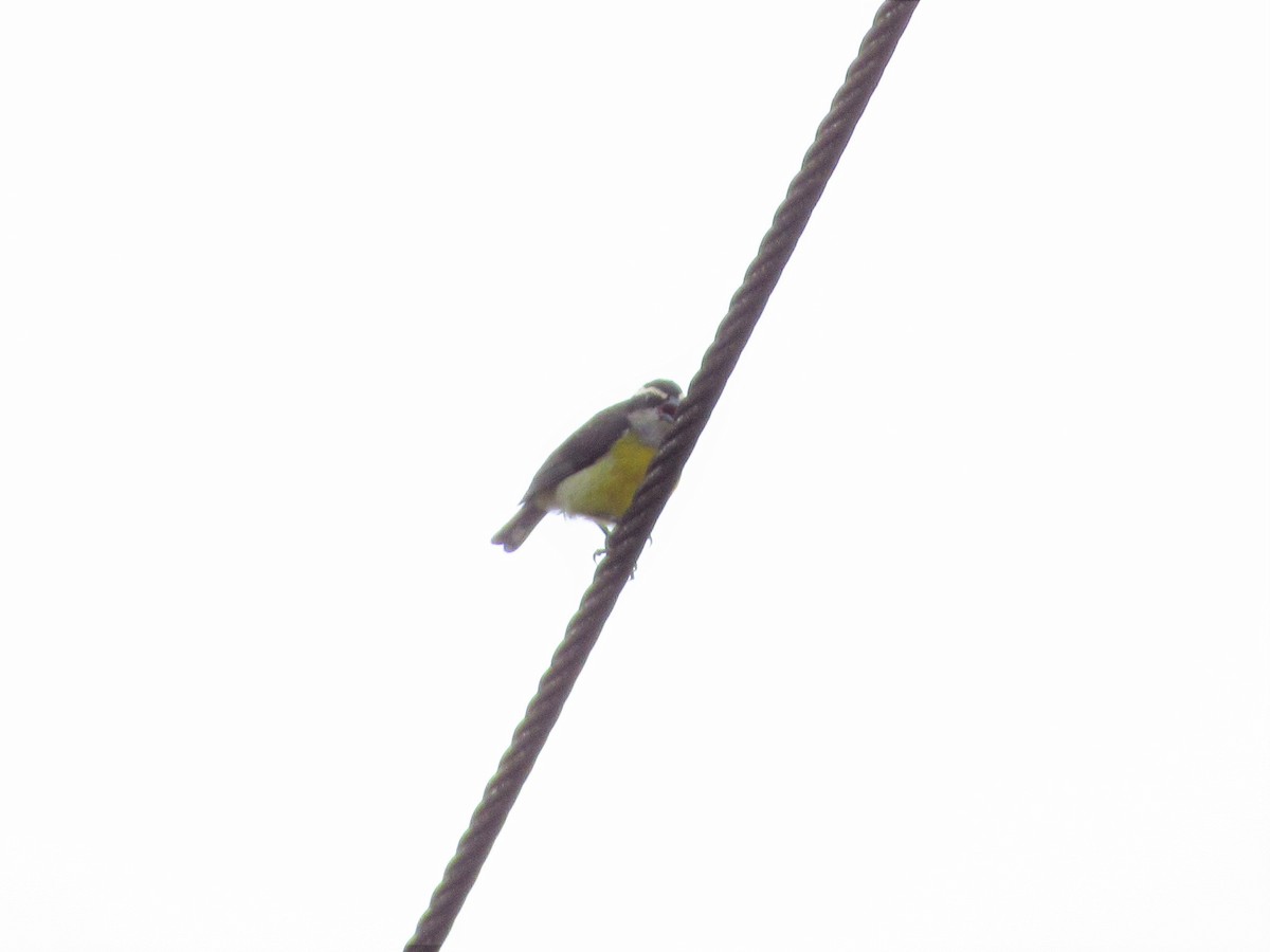 Zuckervogel - ML620706545