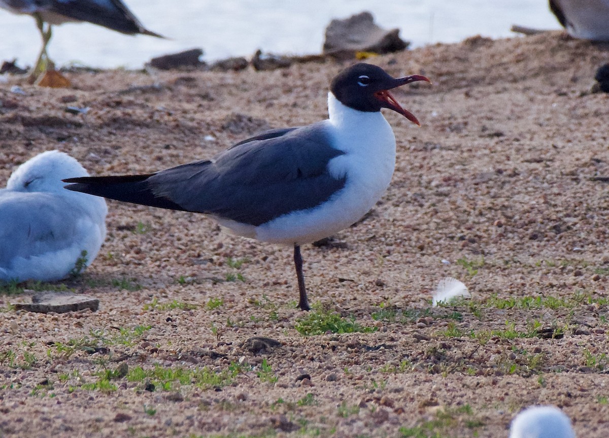 Mouette atricille - ML620706548