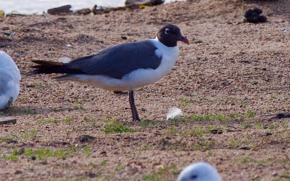 Laughing Gull - ML620706549