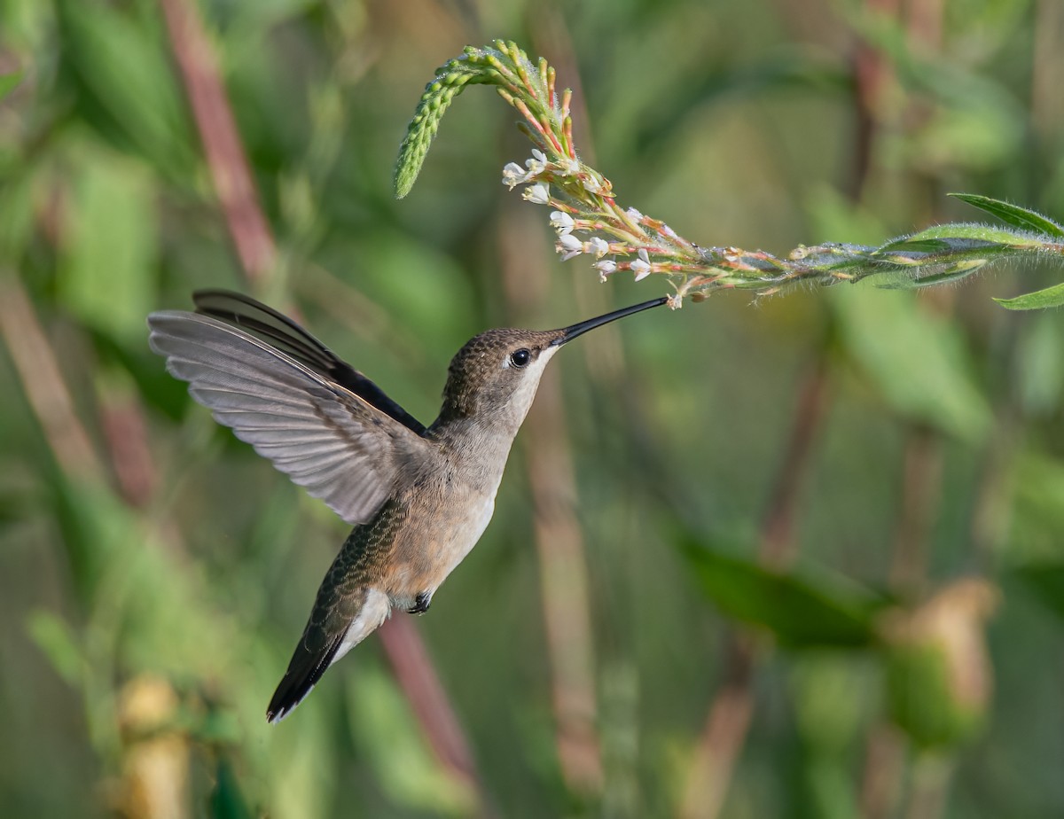 Black-chinned Hummingbird - ML620706556