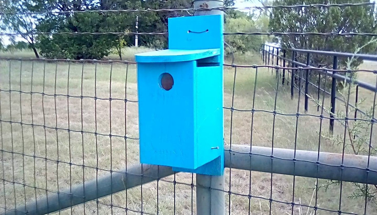 Eastern Bluebird - ML620706558