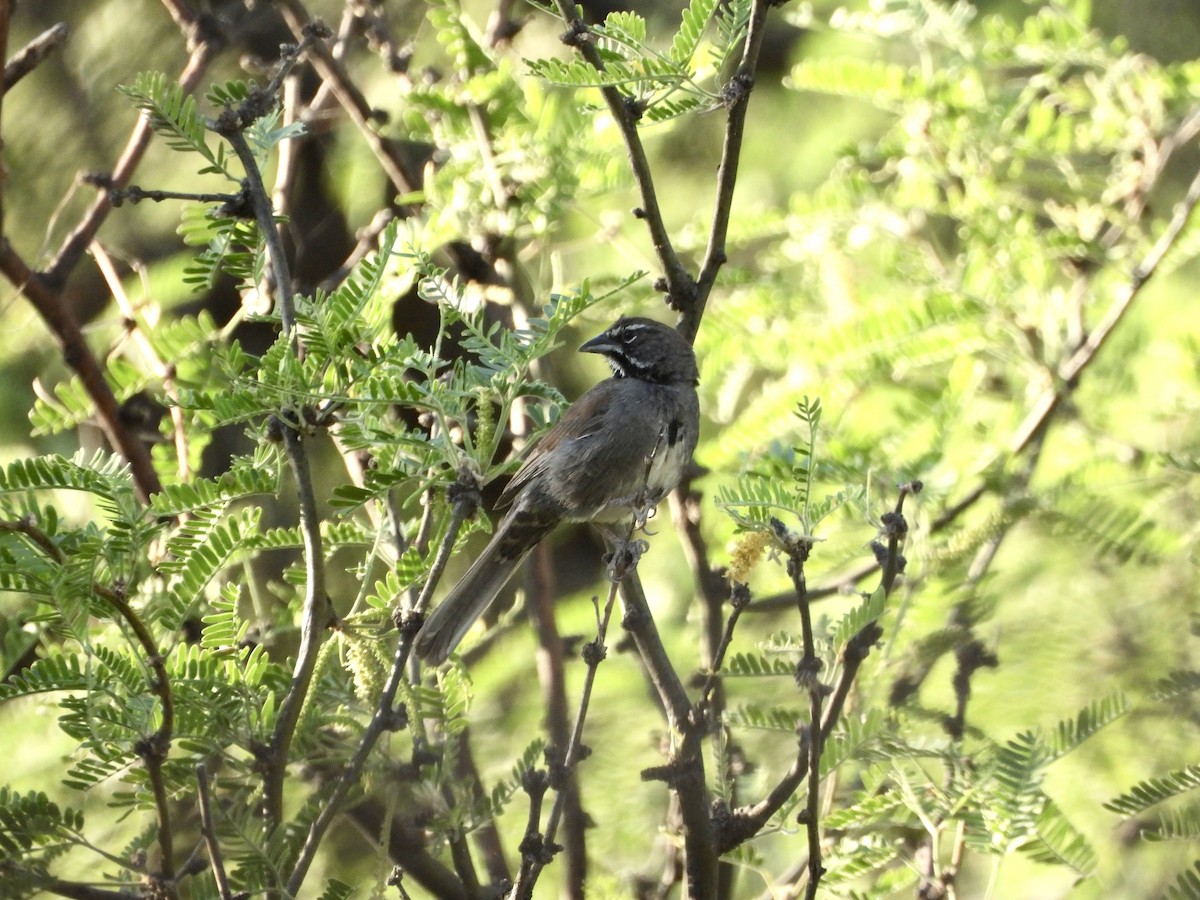 Five-striped Sparrow - ML620706559