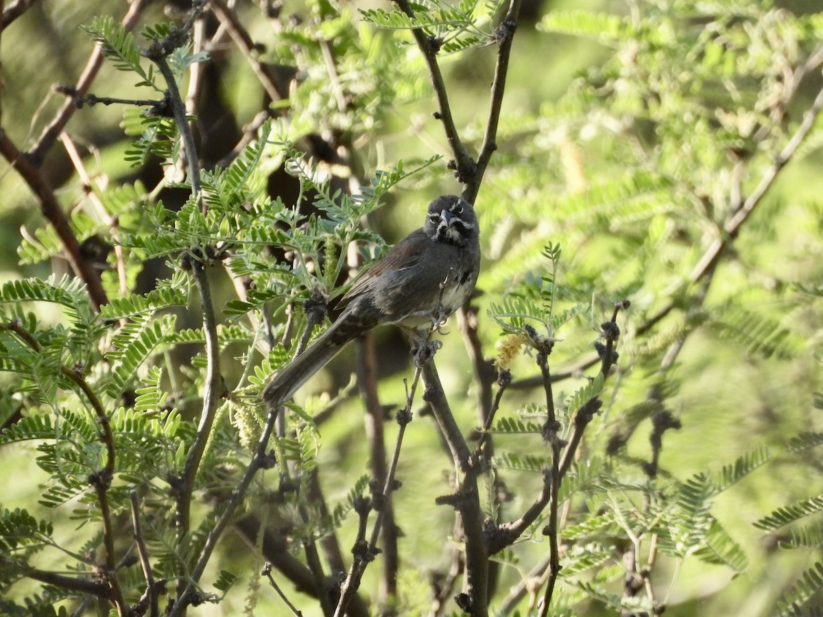 Five-striped Sparrow - Fritz Davis