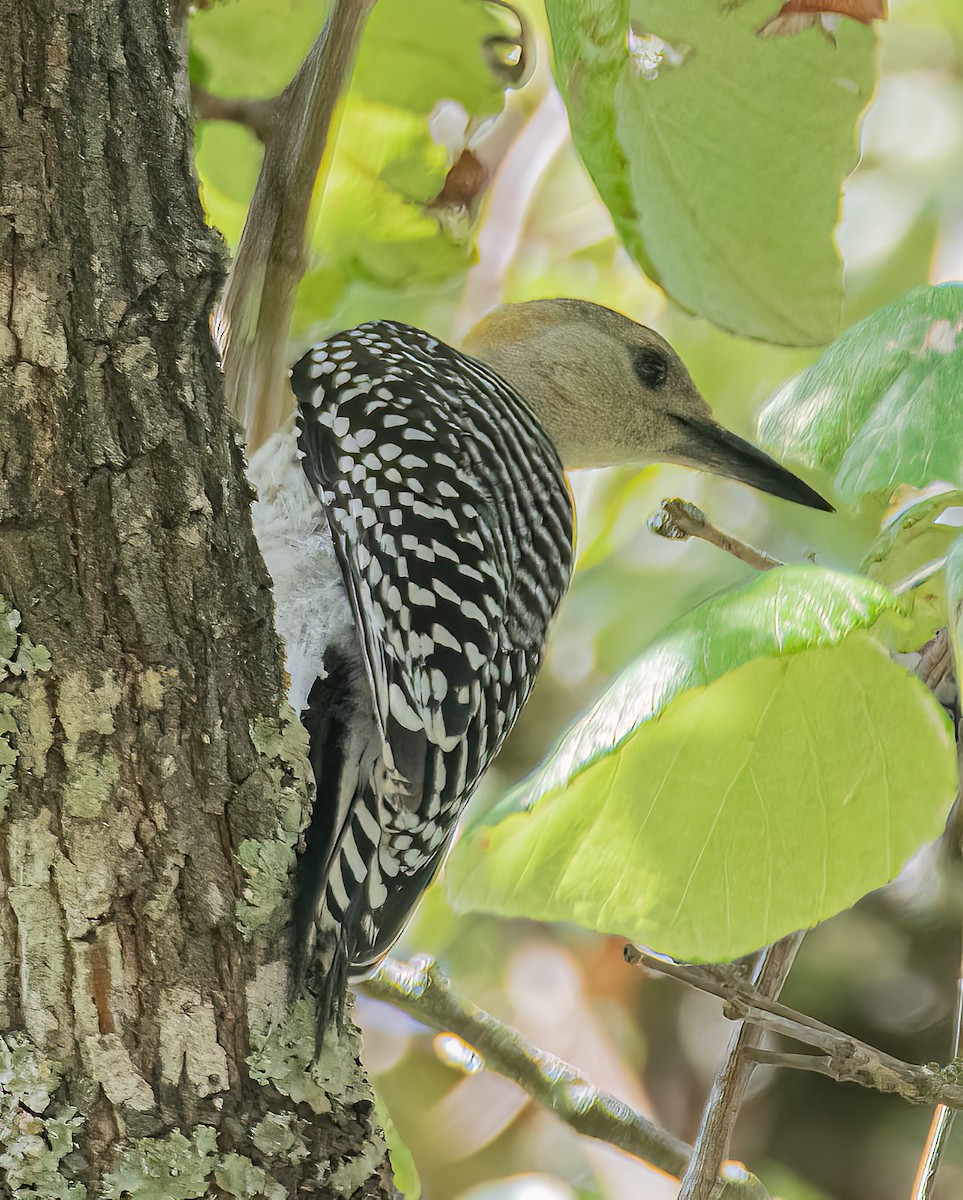 Golden-fronted Woodpecker - ML620706561