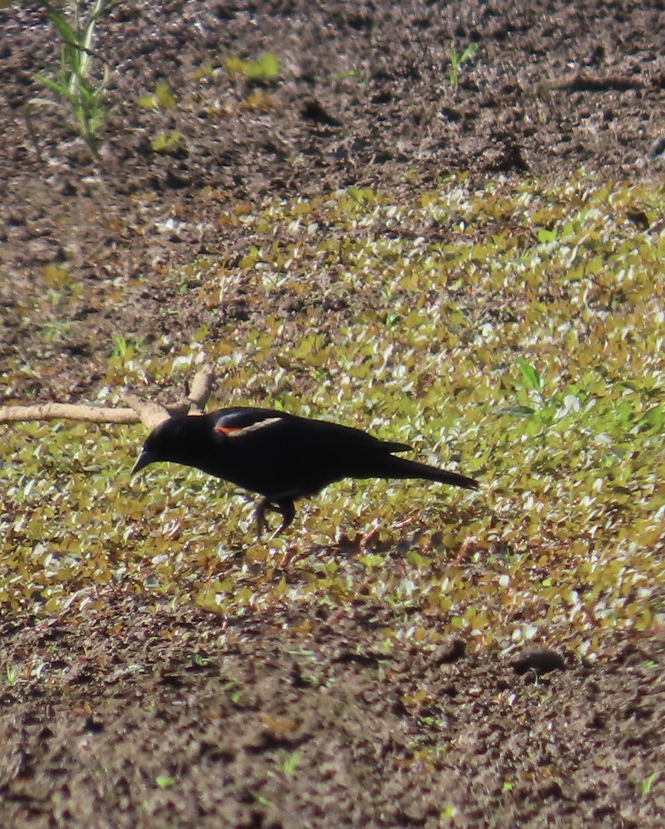 Red-winged Blackbird - ML620706564