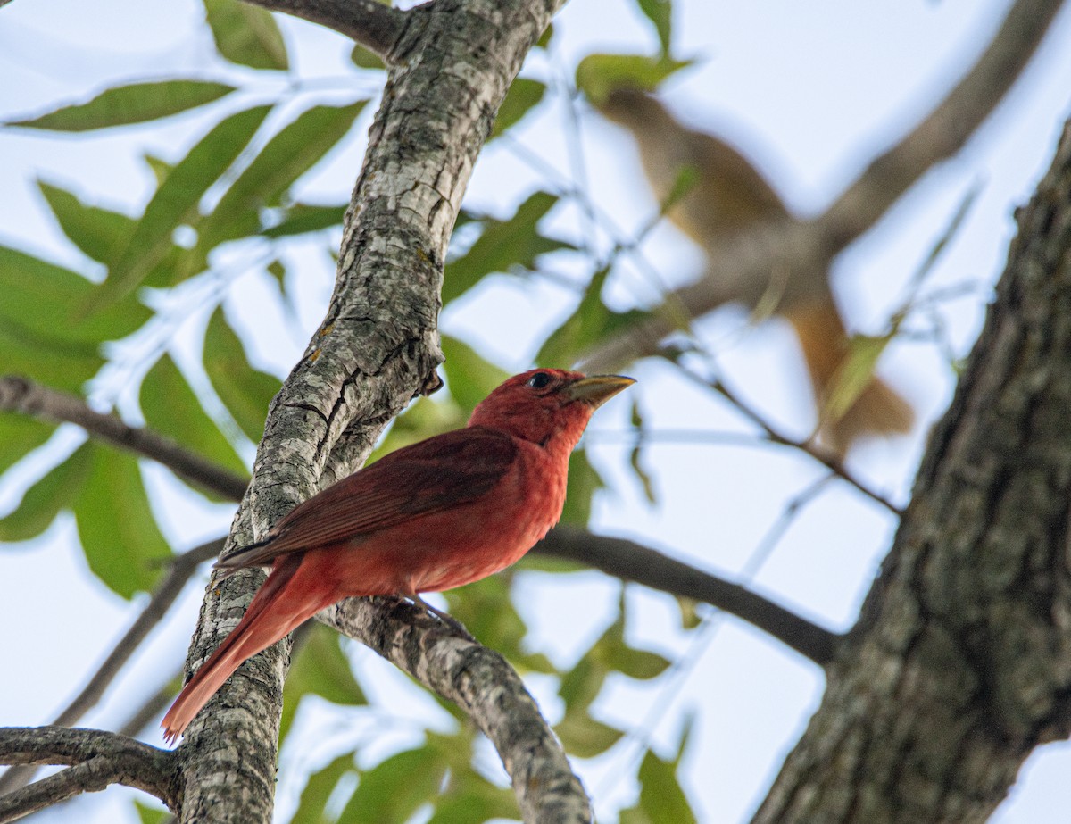 Summer Tanager - ML620706565