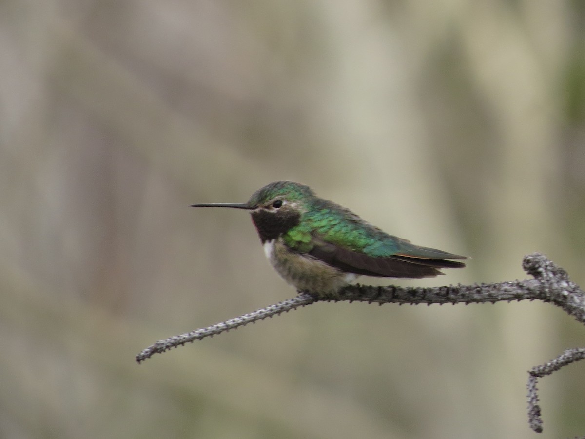 Broad-tailed Hummingbird - Melanie Mitchell