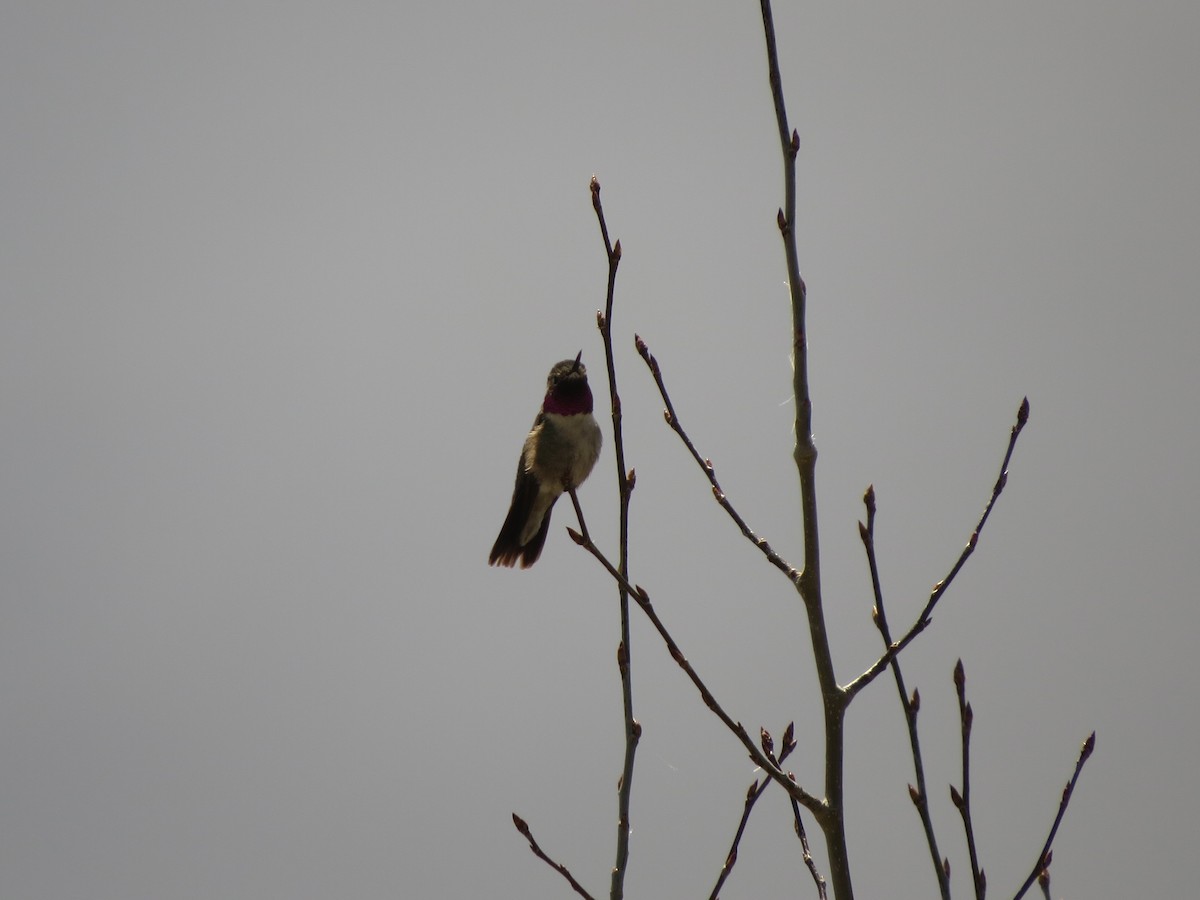 Broad-tailed Hummingbird - ML620706568