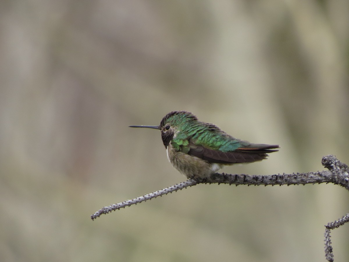 Broad-tailed Hummingbird - ML620706569