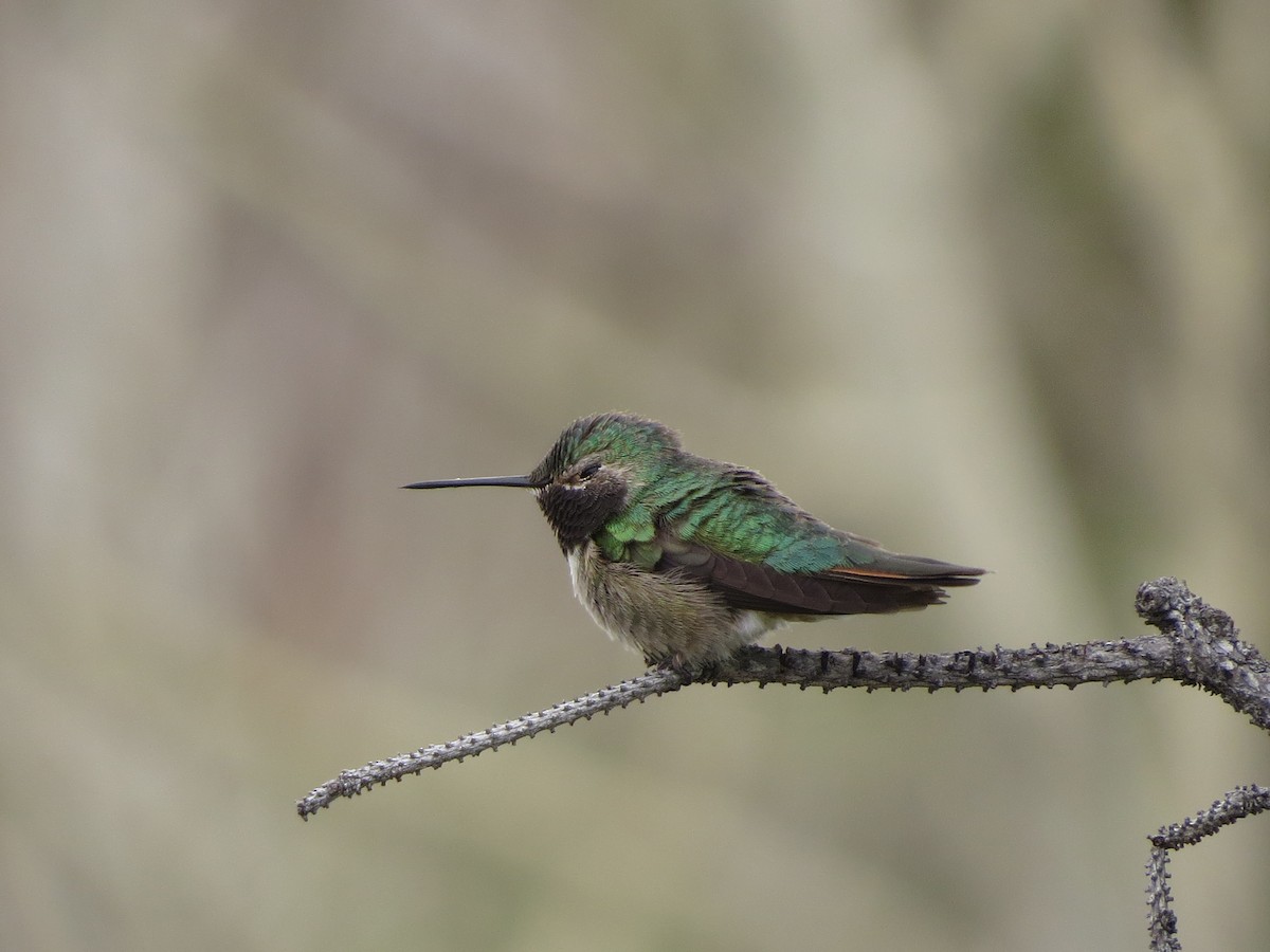 Broad-tailed Hummingbird - ML620706570