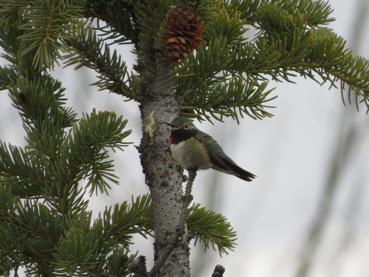 Broad-tailed Hummingbird - ML620706571