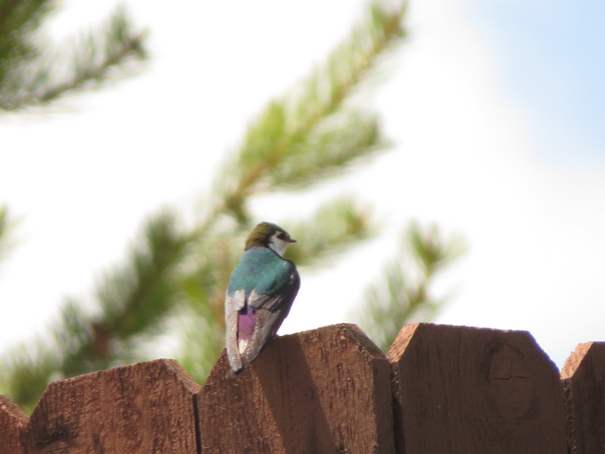 Violet-green Swallow - ML620706576