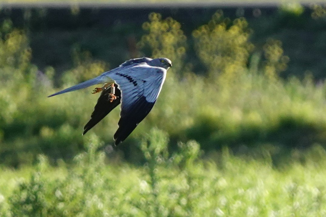 Montagu's Harrier - ML620706579