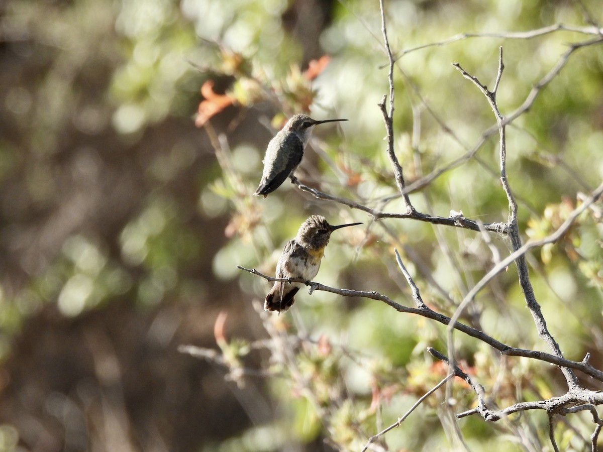 Costa's Hummingbird - ML620706583