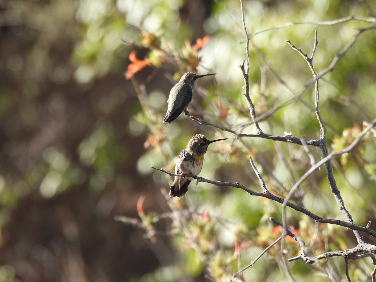 Colibrí de Costa - ML620706584