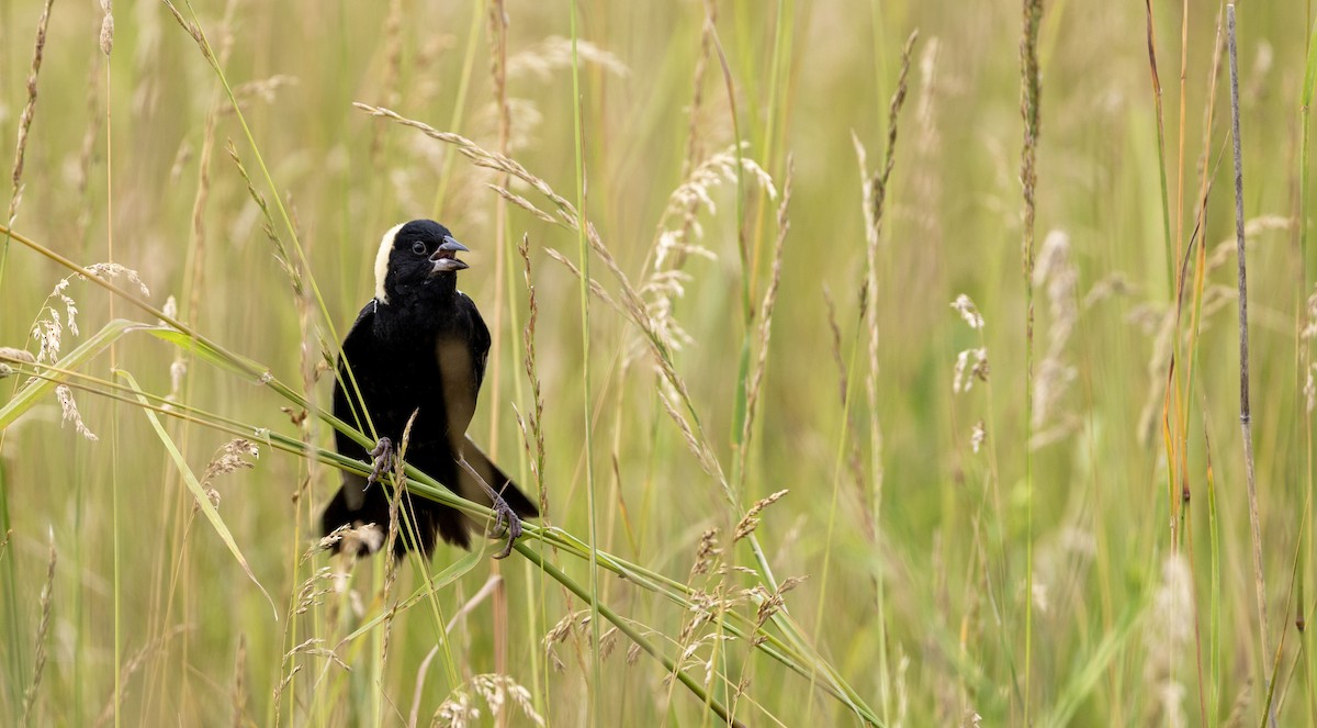 Bobolink - ML620706586