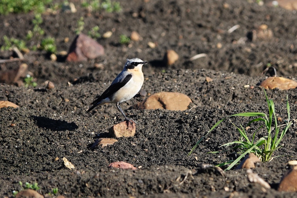 Northern Wheatear - ML620706587