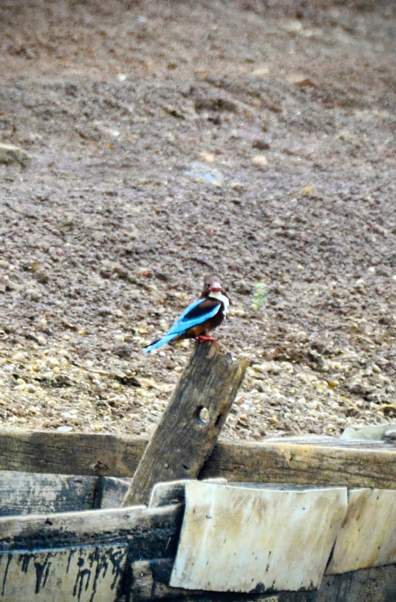 White-throated Kingfisher - ML620706589