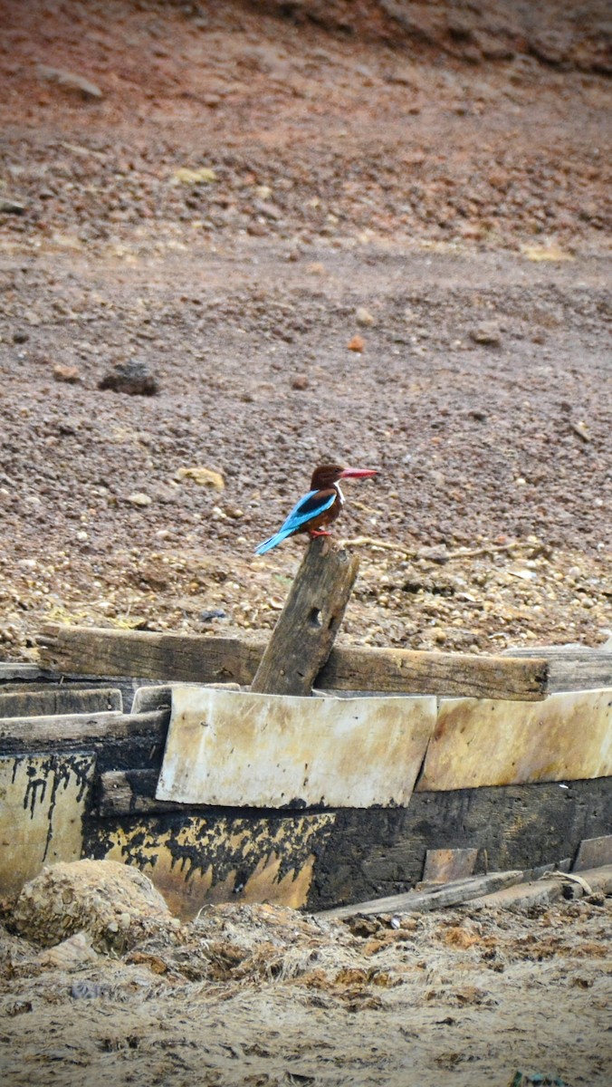 White-throated Kingfisher - ML620706590