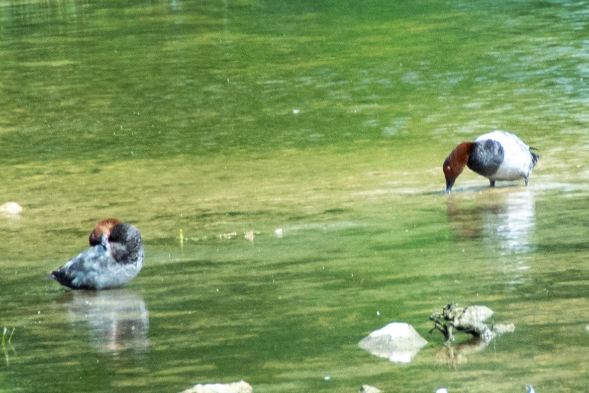 Common Pochard - ML620706593