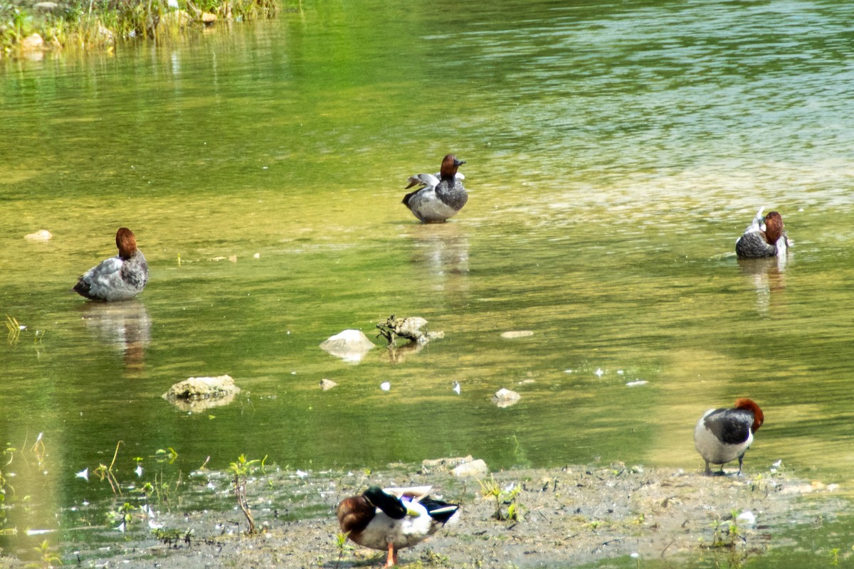 Common Pochard - ML620706594