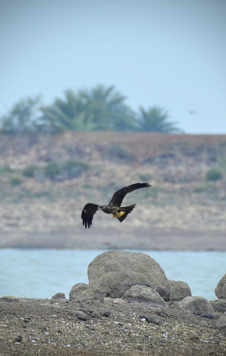 Black Kite - Karthik Solanki