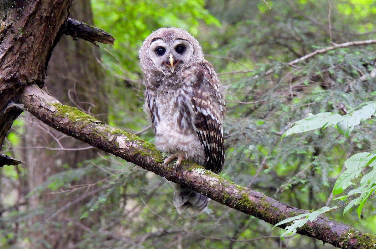 Barred Owl - ML620706597